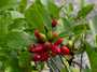 synsepalum dulcificum dit  miracle fruit 