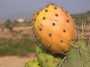 graines des figues de barbaries marocain