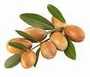 huile argan bio