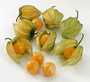 physalis  frescos