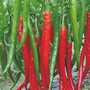 piment rouge sec d'arachide rouge oignon