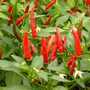 champs de piments bec d'oiseau en destockage 