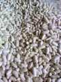 supplier about dried grains