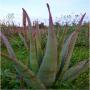 feuilles d'aloe vera biologique 