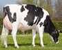 a vendre vaches hollandaises