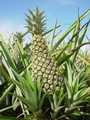 vente d'ananas en grande quantité