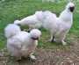 poules soie