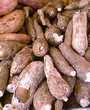 manioc frais