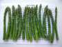 legumes et herbes surgelees iqf