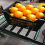 vente en gros d oranges 