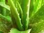 plante aloe vera