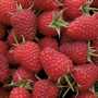 recherche de grossistes pour fruits rouges