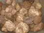 truffes blanche et truffes pour conserves