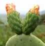 nopal 100% bio.complement alimentaire