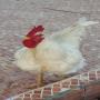 poulets de chaire