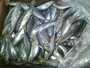 chinchard,  thomson,  mpiodi,  horsemackerel