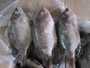 tilapia oreochromis niloticus whple round 300-500