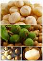 macadamia nut 