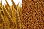 durum wheat