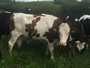  genisses pleines holstein et montbeliarde export