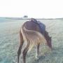 ferme/ranch avendre