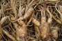 la racine de ginseng séché et racines fraîches di