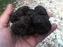 truffes