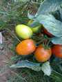 tomate séchée sous les rayons du soleil