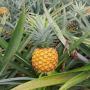 ananas frais du benin