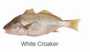 interested in yellow croaker /white croaker