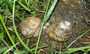 ventre escargot reproducteur gros gris bio 