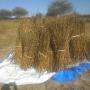 sesame, karité, hisbiscus, gnebbé from chad