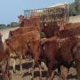 veaux croise charolais limousin du portugal