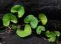 centella asiatica dried leaves from madagascar