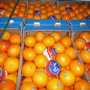 vente de  fruit  orange de malaise de  tunisie