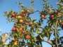 producteur des pommes du maroc