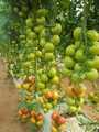 vente de semences fruits et légumes 