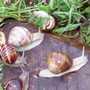 recherche escargots vivantd