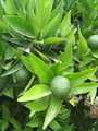 maroc fruit et légumes 