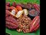 cacao sec du cameroun