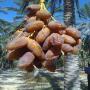 offre de dates  deglet nour ,  sud tunisien 