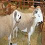 moutons race sardi maroc