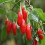 recherche plants de goji bio -> ardèche