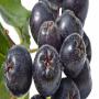 nous vendons des fruits aronia