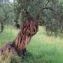 huile olive bio haute qualité région grenade 