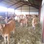 a vendre veaux de boucherie de race aubrac