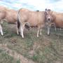 charolais limousins parthenais blond 