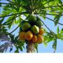 propose fruits exotiques du cameroun