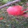 exporter of tunisian pomegranate