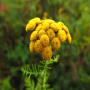 huile de la camomile bleue (tanacetum annum)